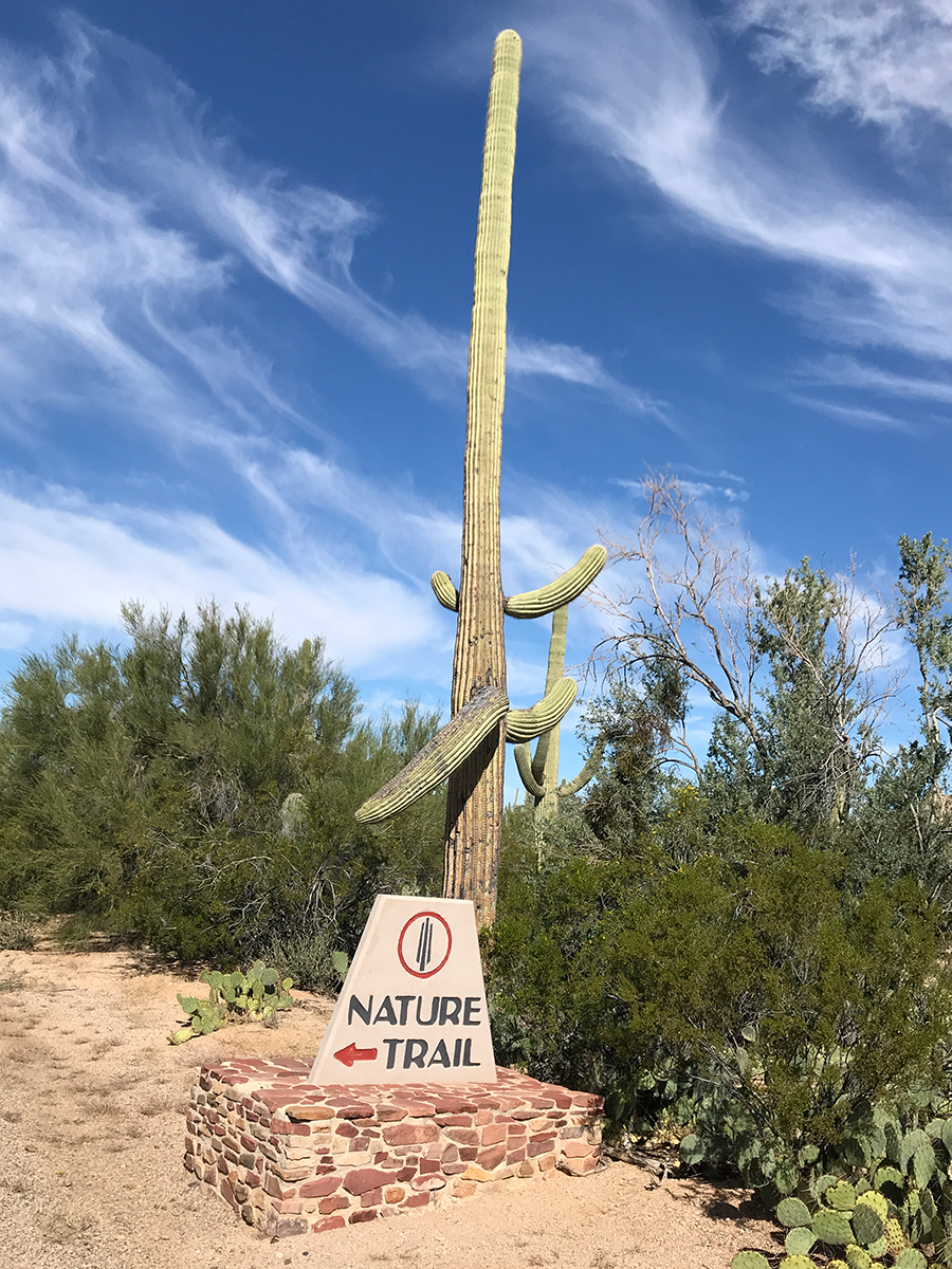 The Desert Discovery Trail At Saguaro National Park