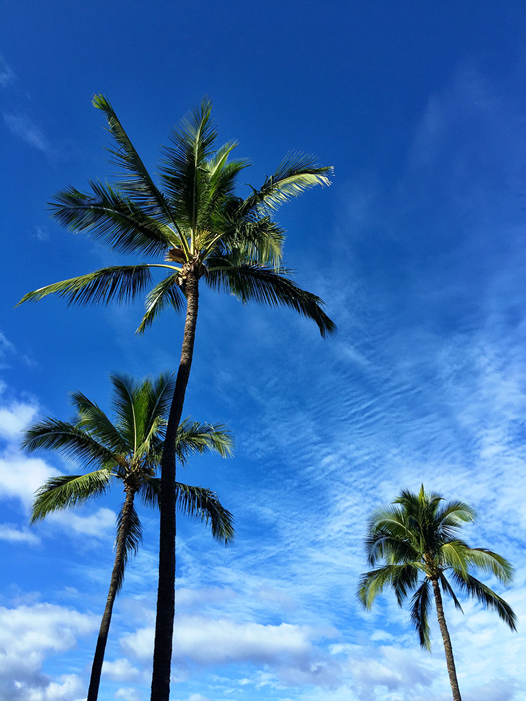 Palm Trees Maui