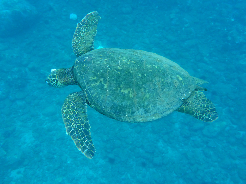 Snorkeling with Sea Turtles Maui