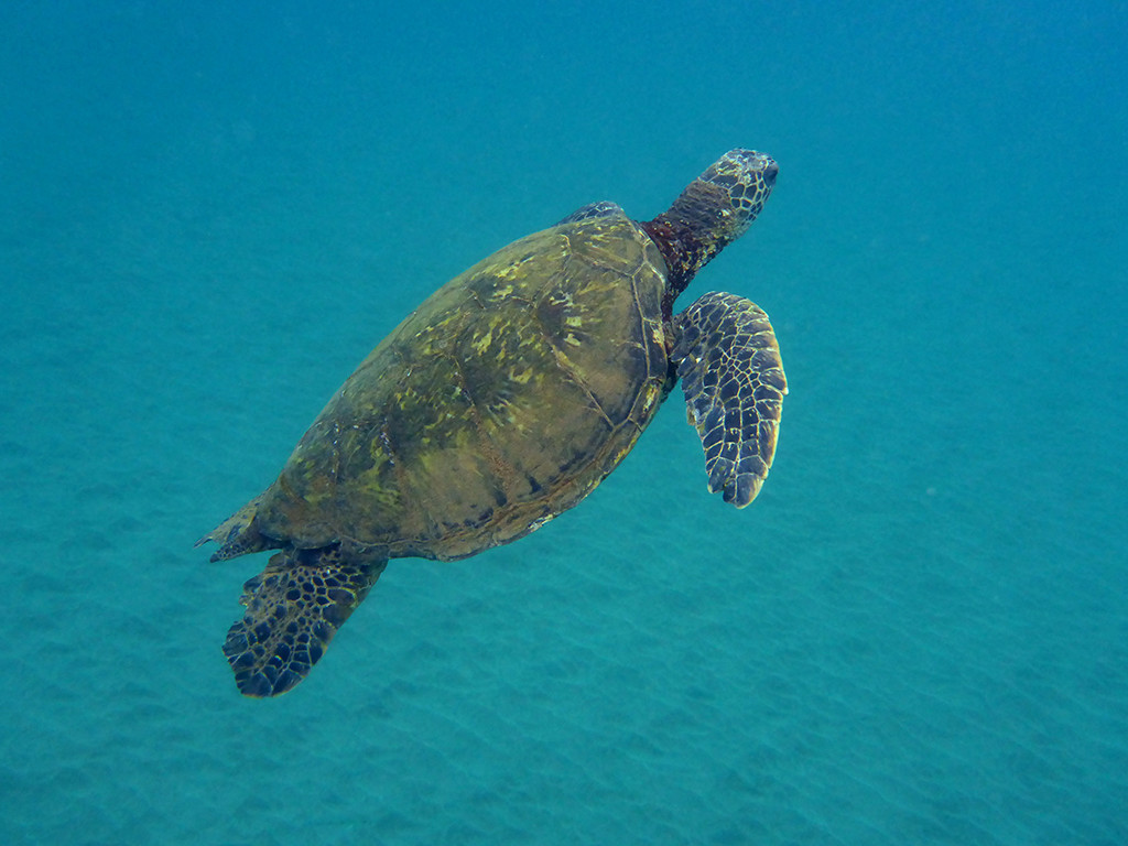 Snorkeling with Sea Turtles at Turtle Town