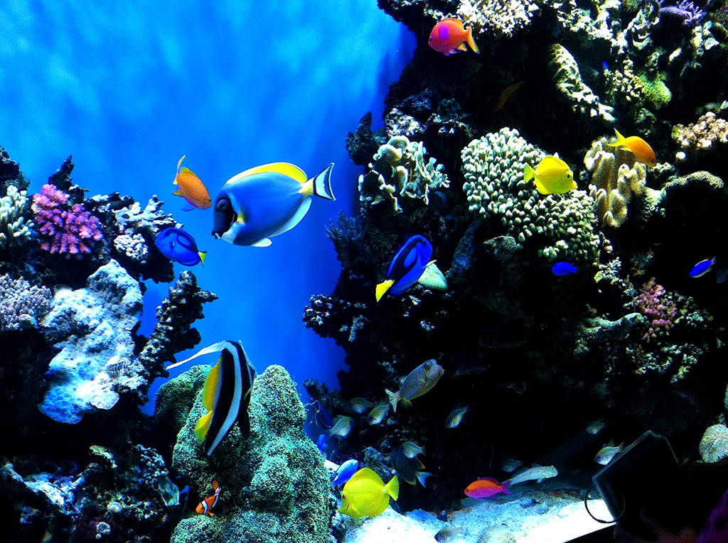 Monterey Bay Aquarium Finding Nemo Tank