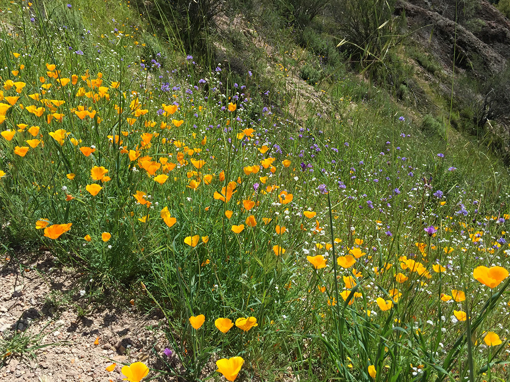 California Poppies Along The Hiking Trail