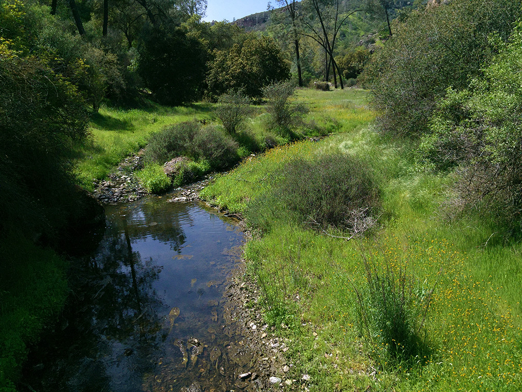 Creek And Spring Meadow at Pinnacles National Park