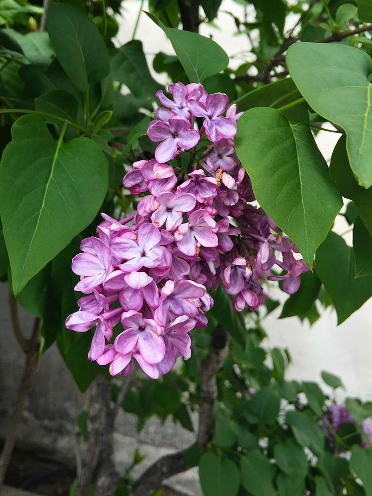 Flowers at Mission San Juan Bautista