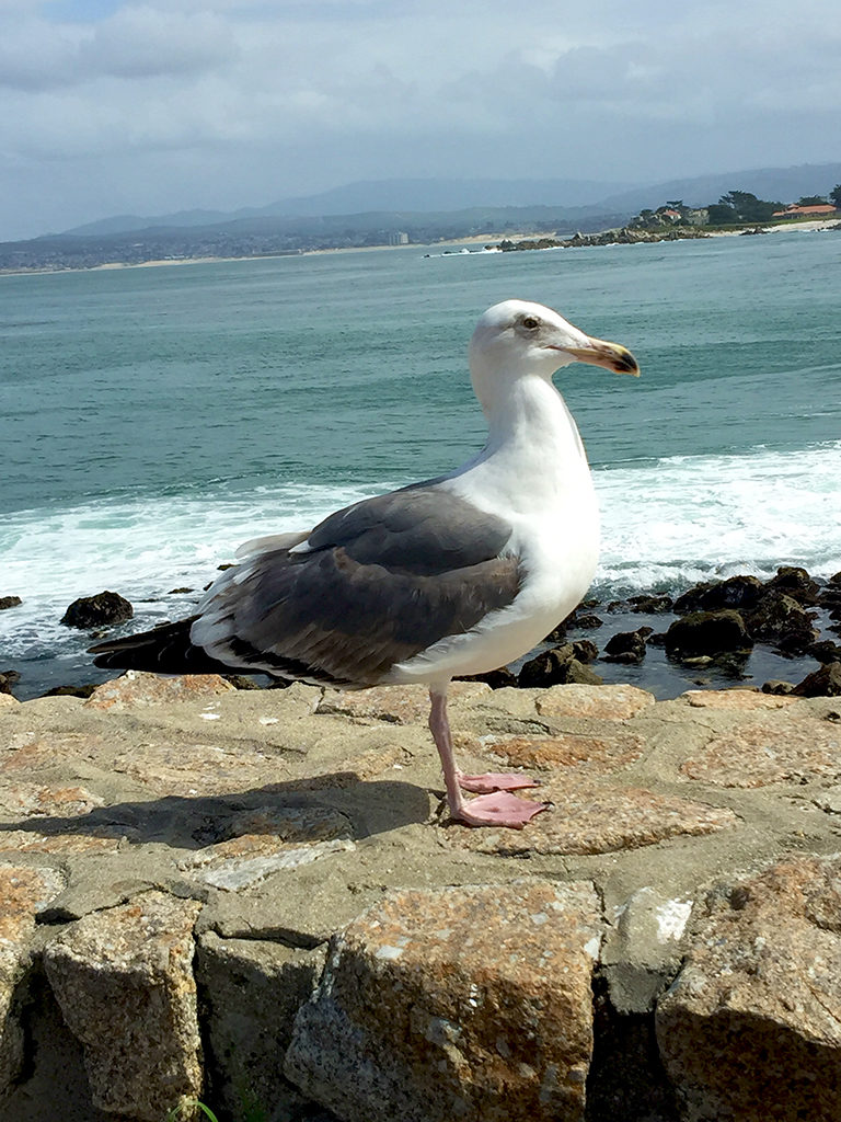 Lovers Point Seagull