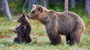 Protect Your Children Mama Bear