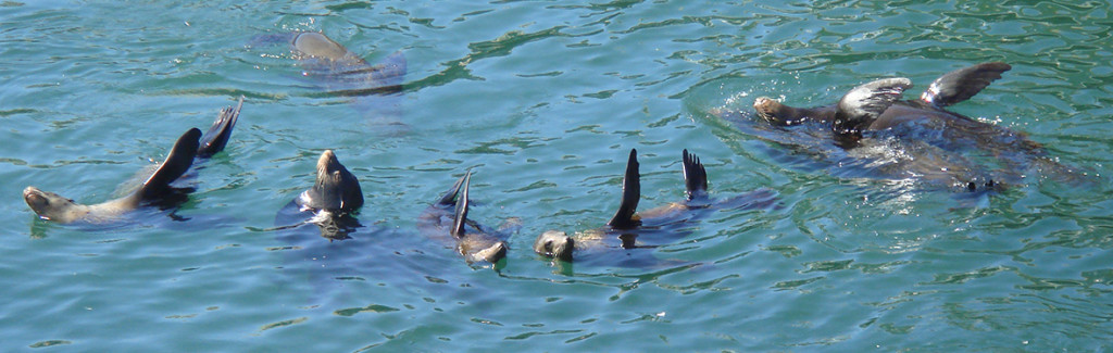 Sea Lions In Monterey Bay California