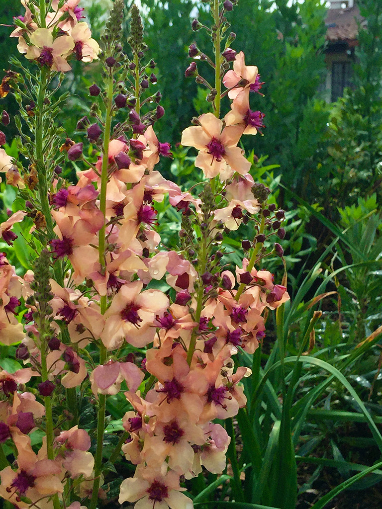 Flowers in Monterey's Secret gardens