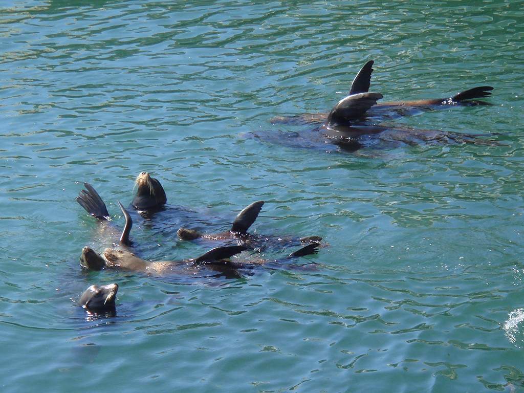 Sea Lions near the Monterey Bay Aquarium