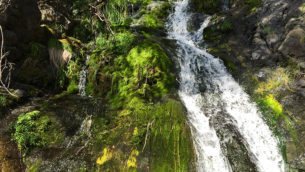Easy Codfish Falls Hike in Placer County