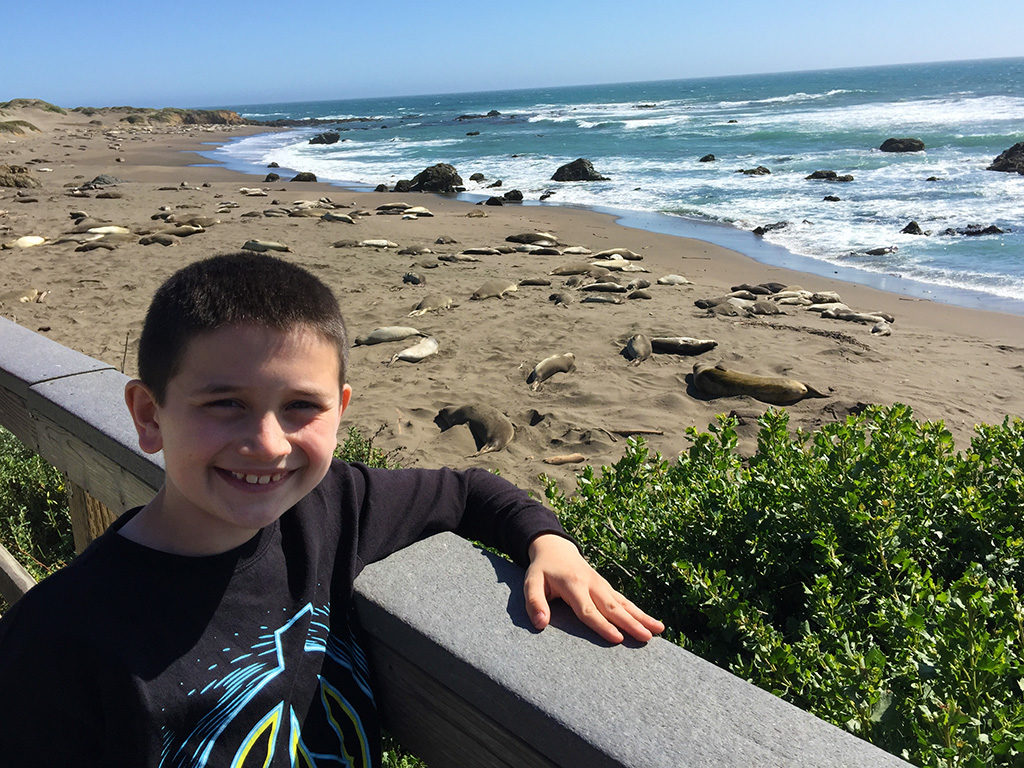 Viewing Elephant Seals Along The Pacific Coast Highway