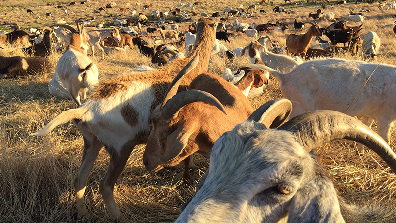 Goats For Managed Grazing in Rocklin, California