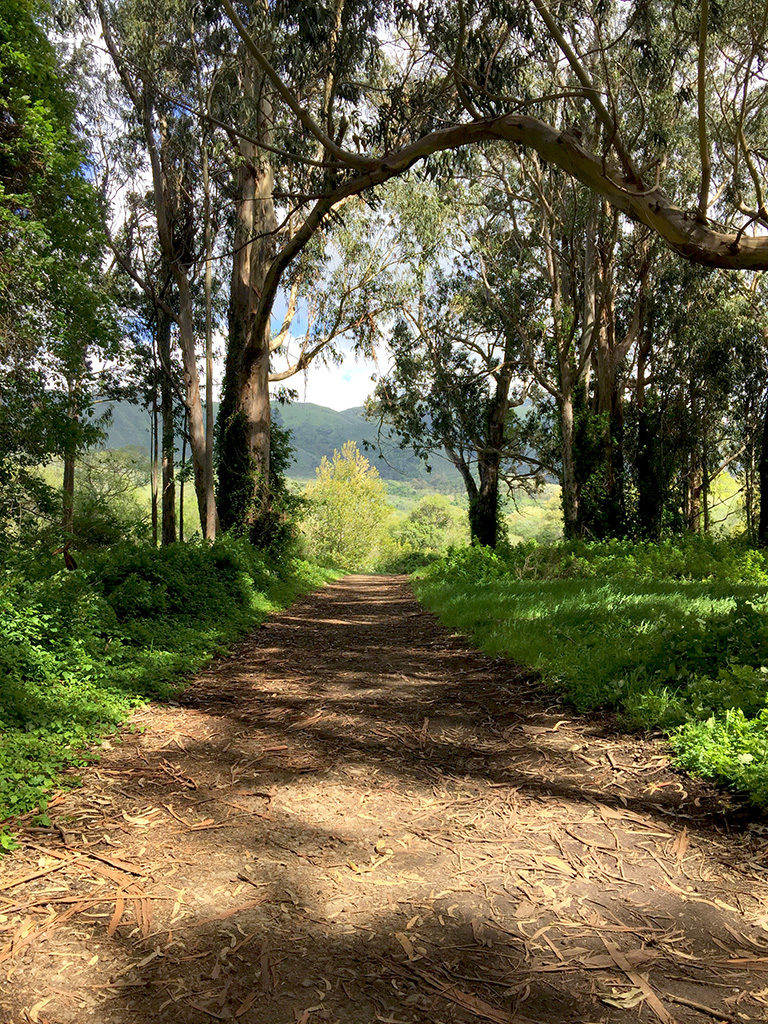 Hiking Trails At Andrew Molera State Park In Big Sur