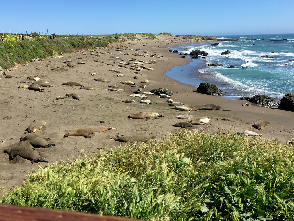 Protected Elephant Seal Viewing Boardwalk