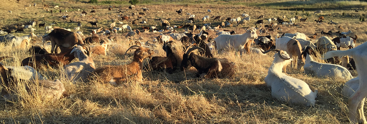 Goats for Natural Weed Abatement