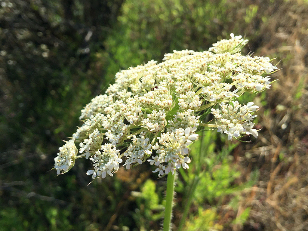 Wildflowers Near Auburn California