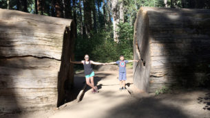 Planning a Day Trip to Calaveras Big Trees State Park