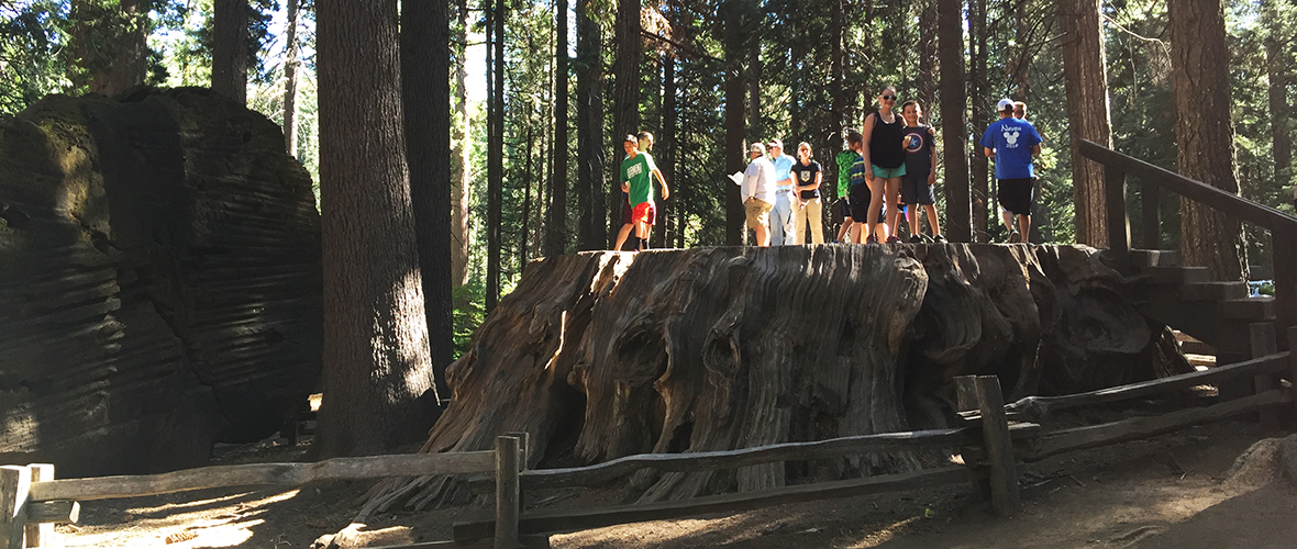 The Big Stump at Calaveras Big Trees State Park
