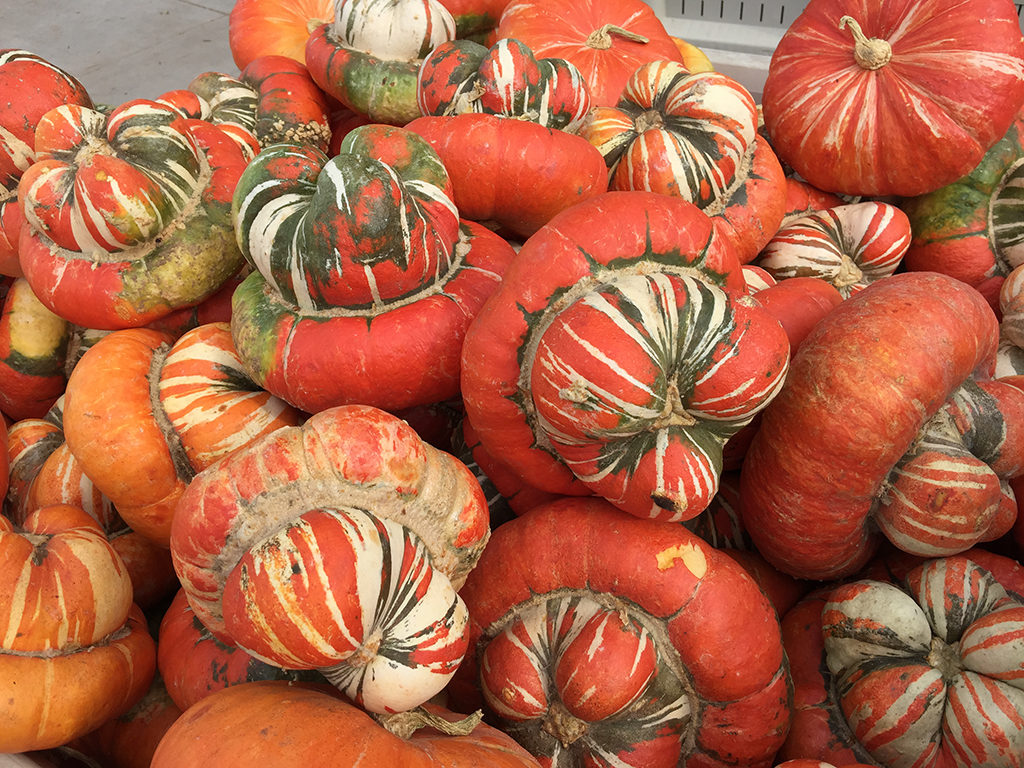Fall Harvest Gourds