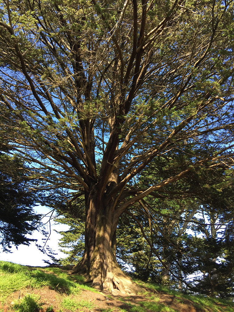 Hiking at Strawberry Hill in Golden Gate Park