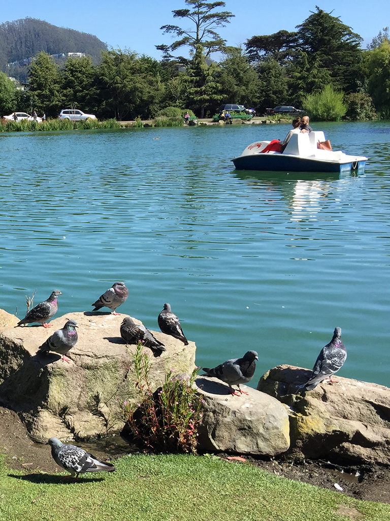 Peddle Boats at Stow Lake in Golden Gate Park