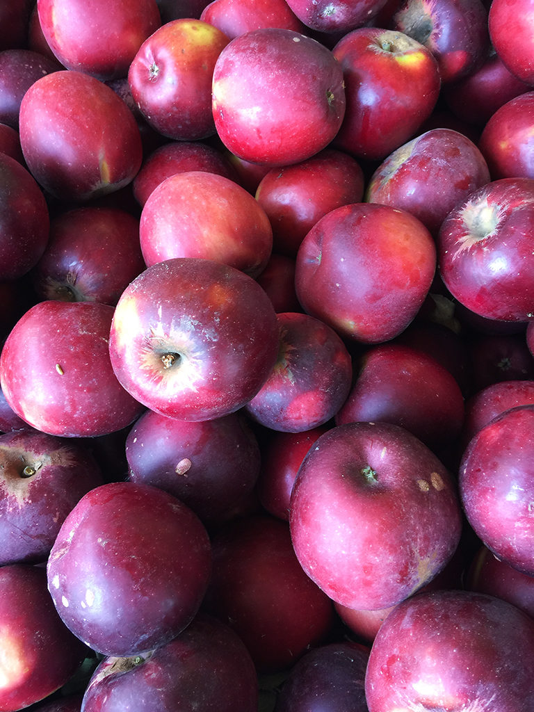 Red Delicious Apples at Apple Hill
