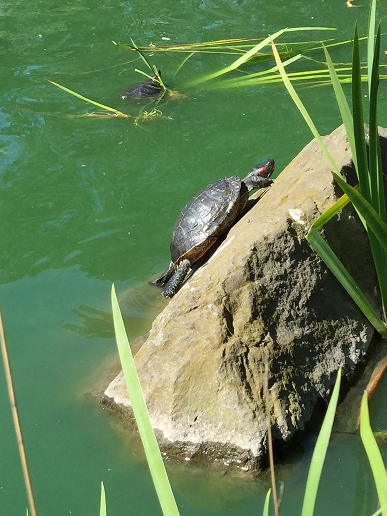 Stow Lake Turtles