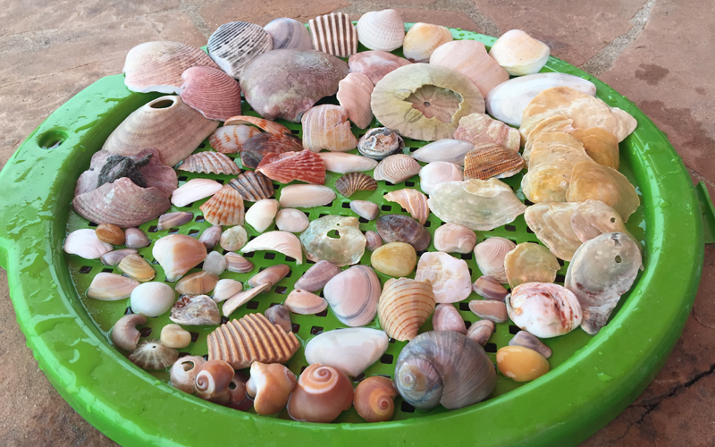 Collecting Shells On Vacation For Craft Projects