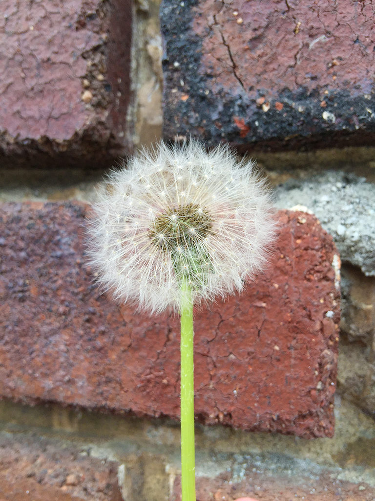 Dandelion Flower in Golden Gate Park
