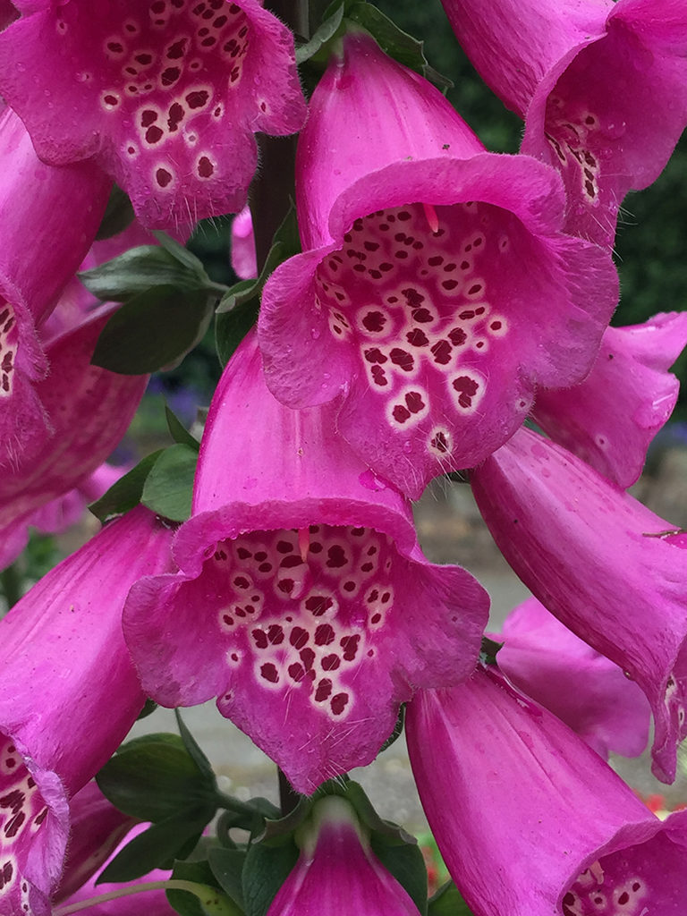 Flowers at the North Windmill in Golden Gate Park