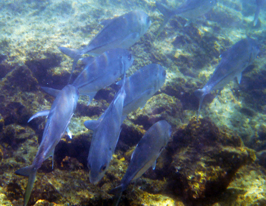 Big Island Hawaii Snorkeling, Schools of Fish