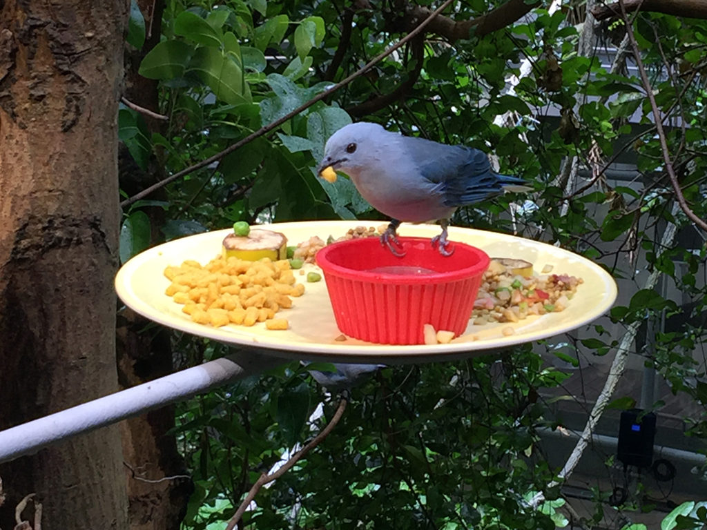 Birds Eating in the Osher Rainforest Exhibit