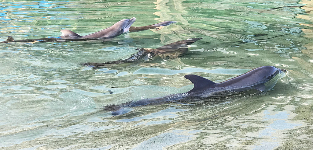 Dolphins At Hilton Waikoloa Village
