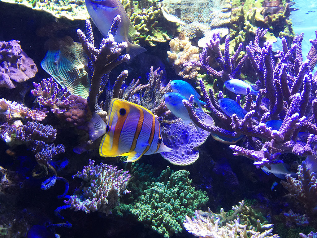 Family Science Museum with an Aquarium in San Francisco