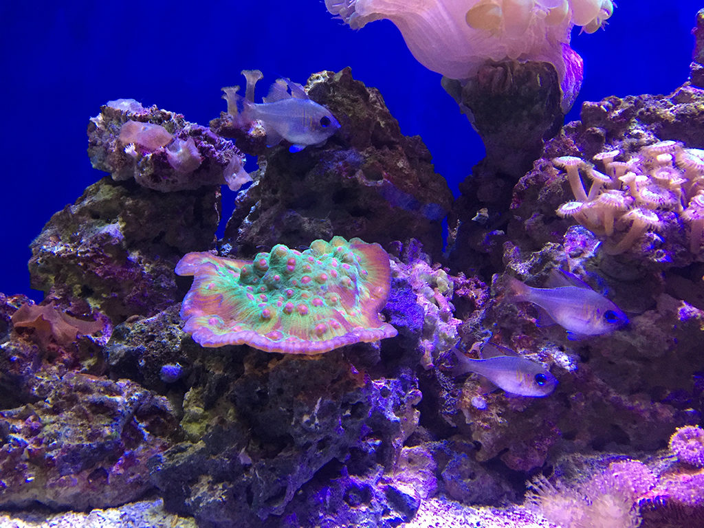 Golden Gate Park Aquarium at the California Academy of Sciences