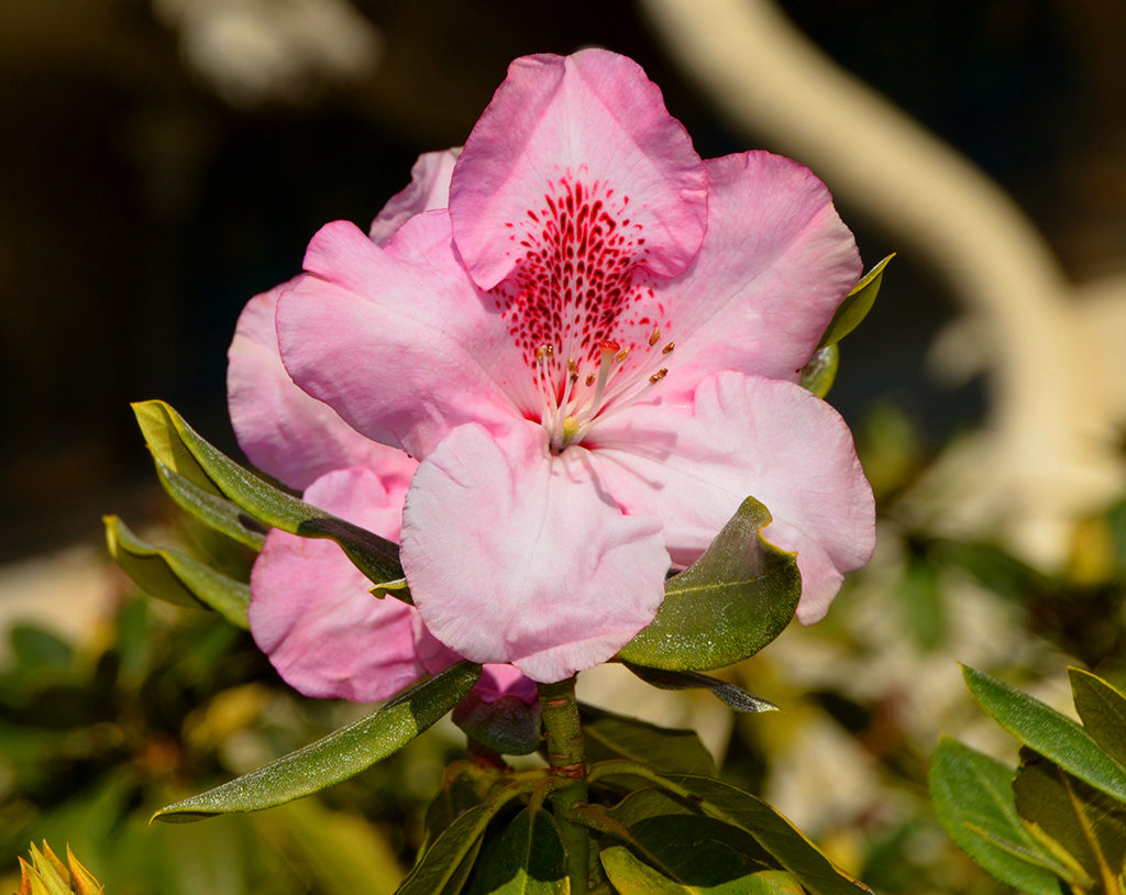 Hearst Castle Gardens in San Simeon