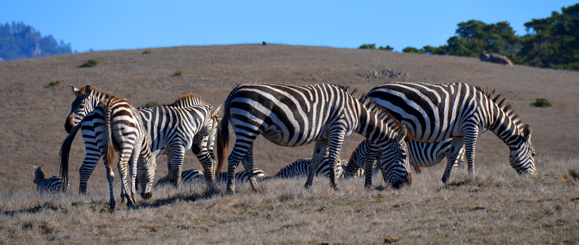 Hearst Castle Zebras