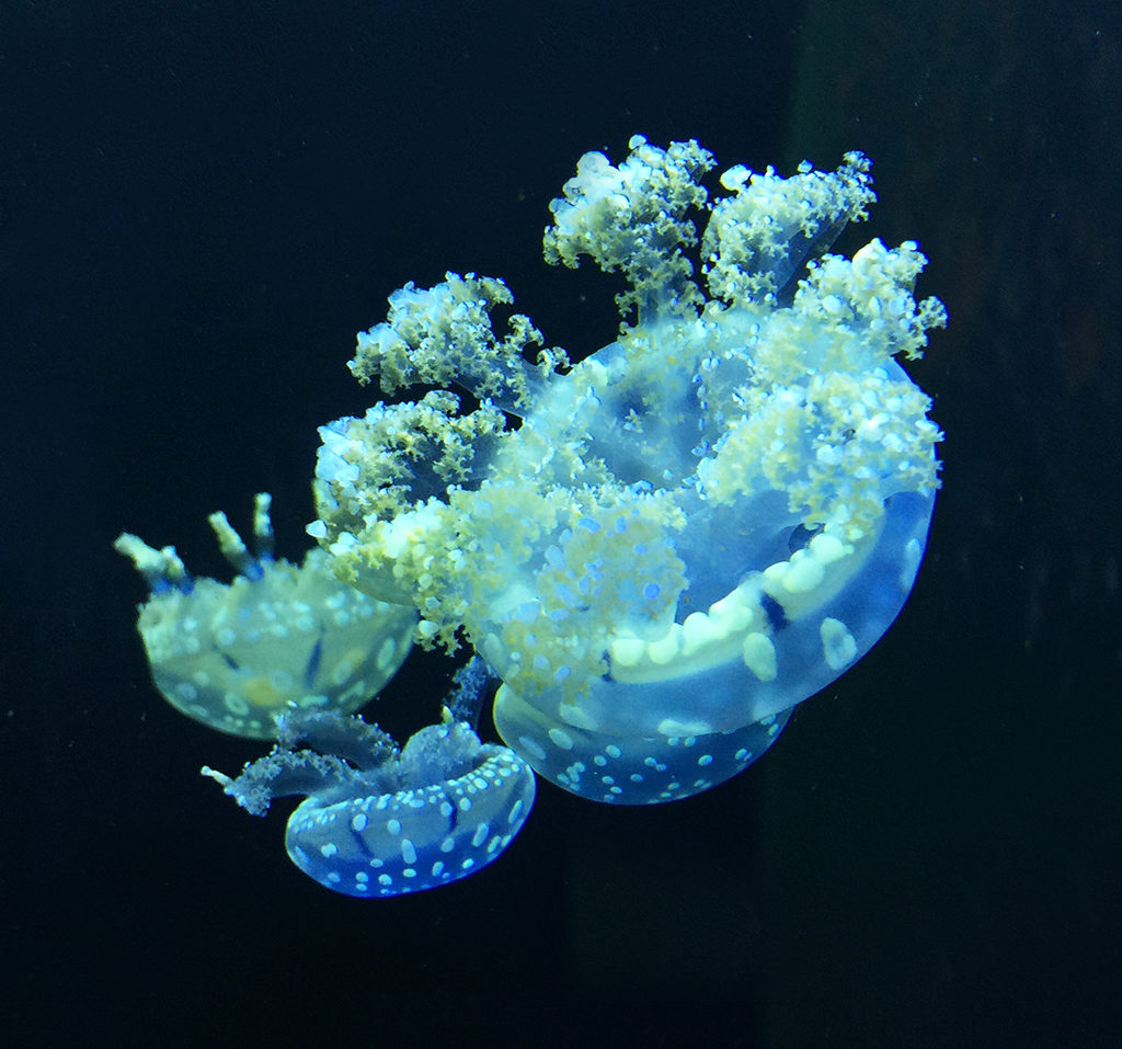 Jellyfish at the Steinhart Aquarium