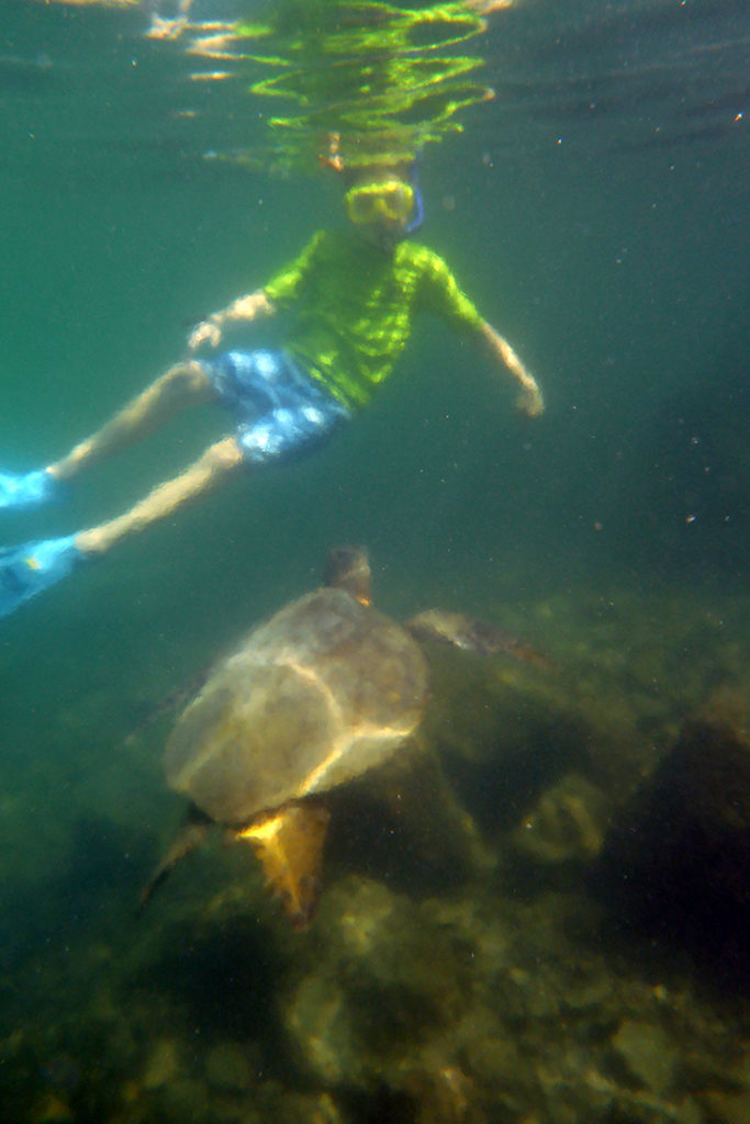 Kids Swimming With Sea Turtles