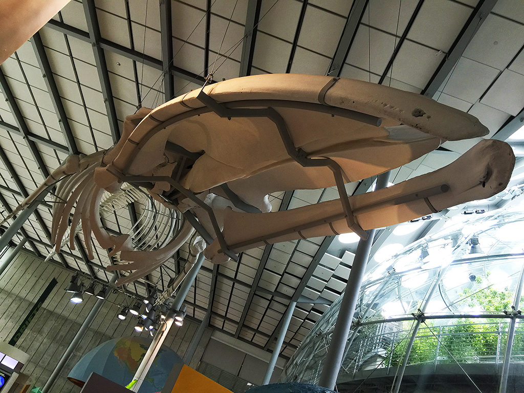 Kimball Natural History Museum at the California Academy of Sciences