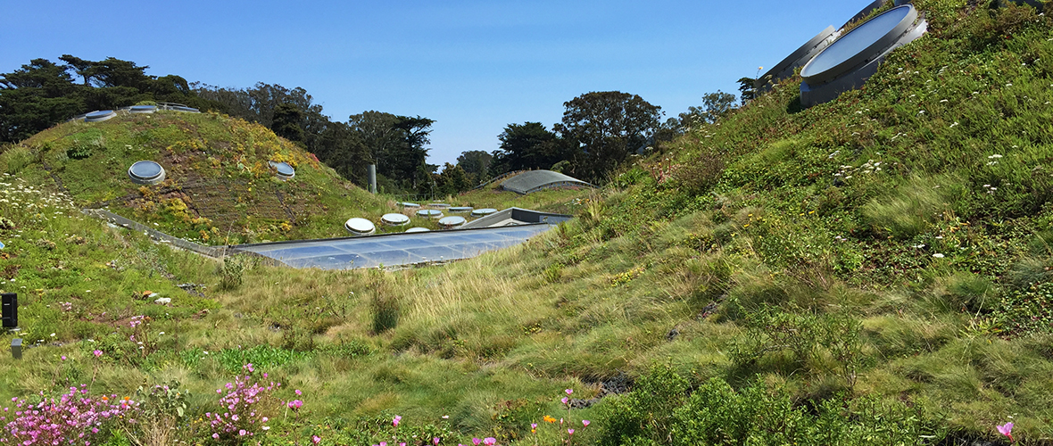 California Academy of Sciences Living Roof