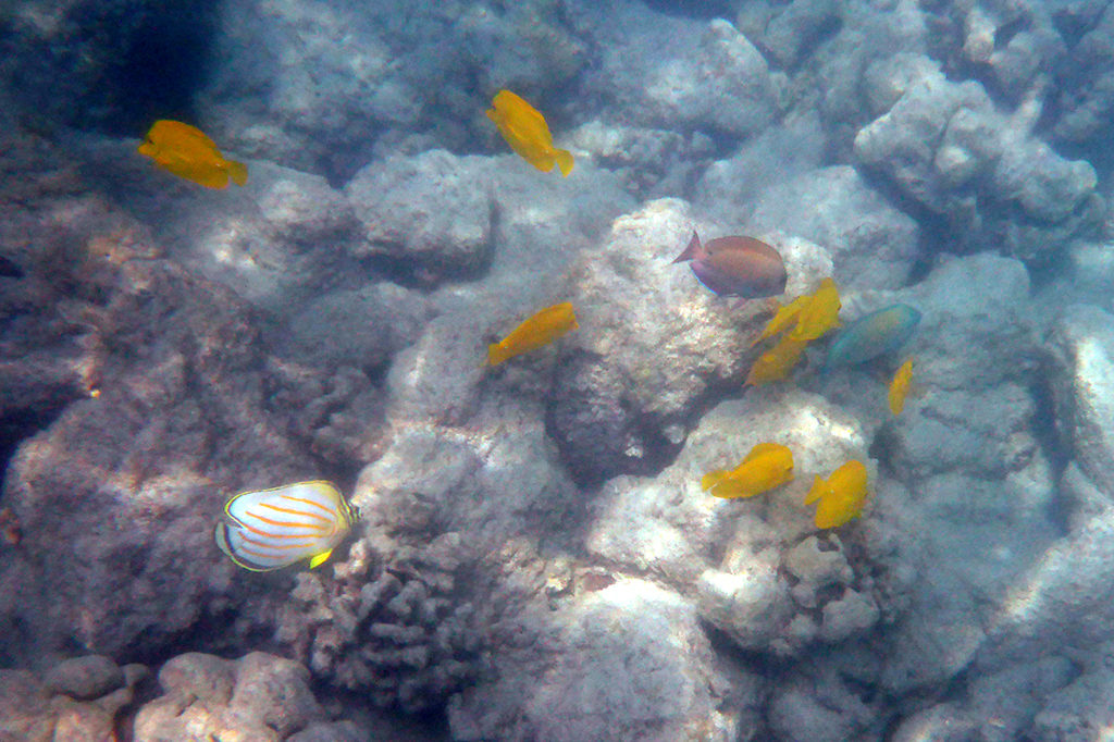 Snorkeling With Kids and Families