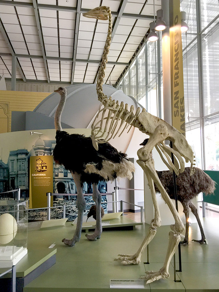 Kimball Natural History Museum