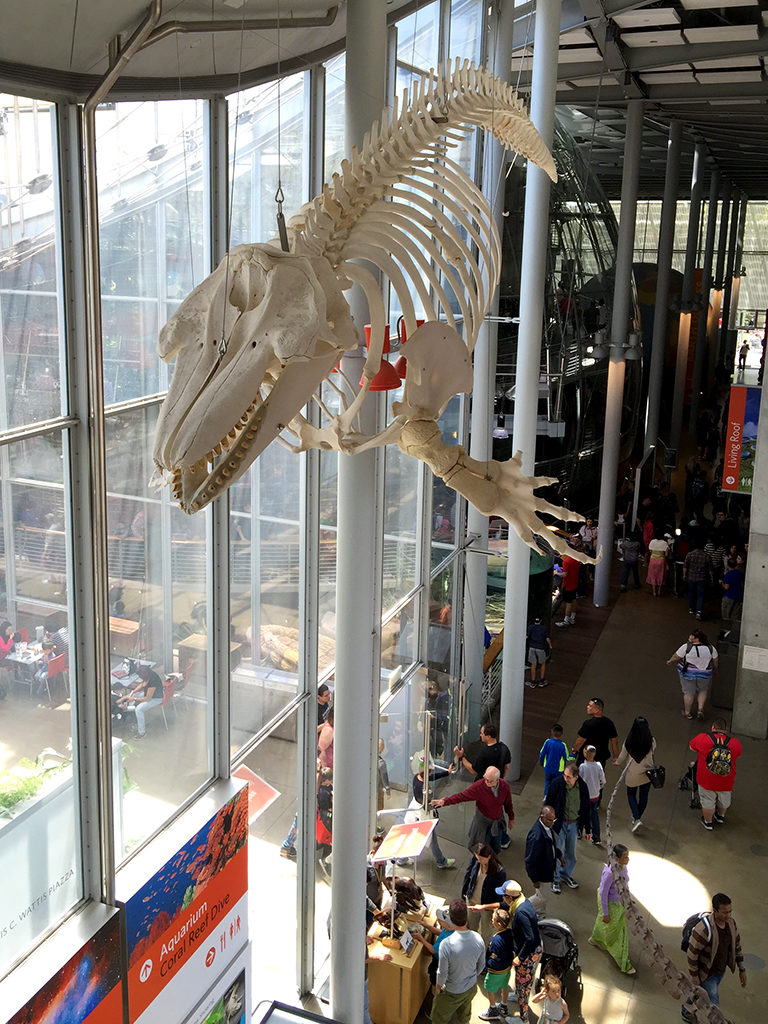 Orca Skeleton at the California Academy of Sciences