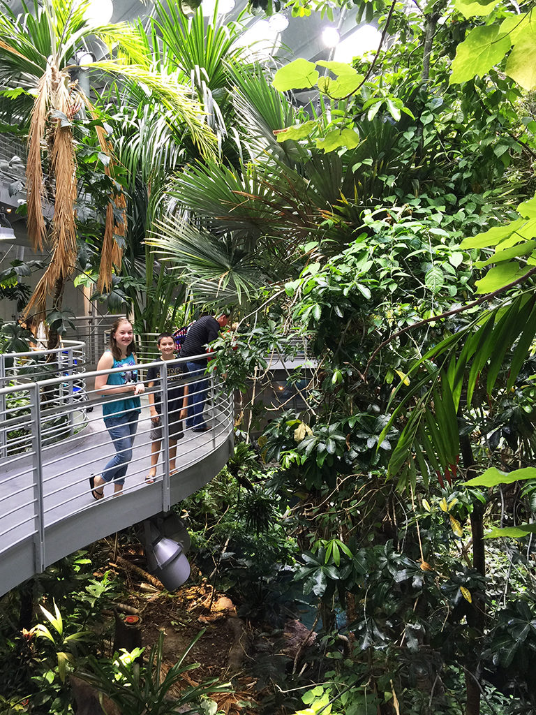 Osher Rainforest at The Academy of Sciences in San Francisco