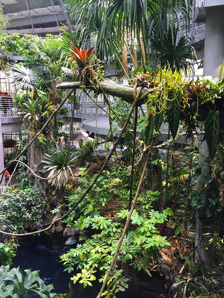 Osher Rainforest Dome
