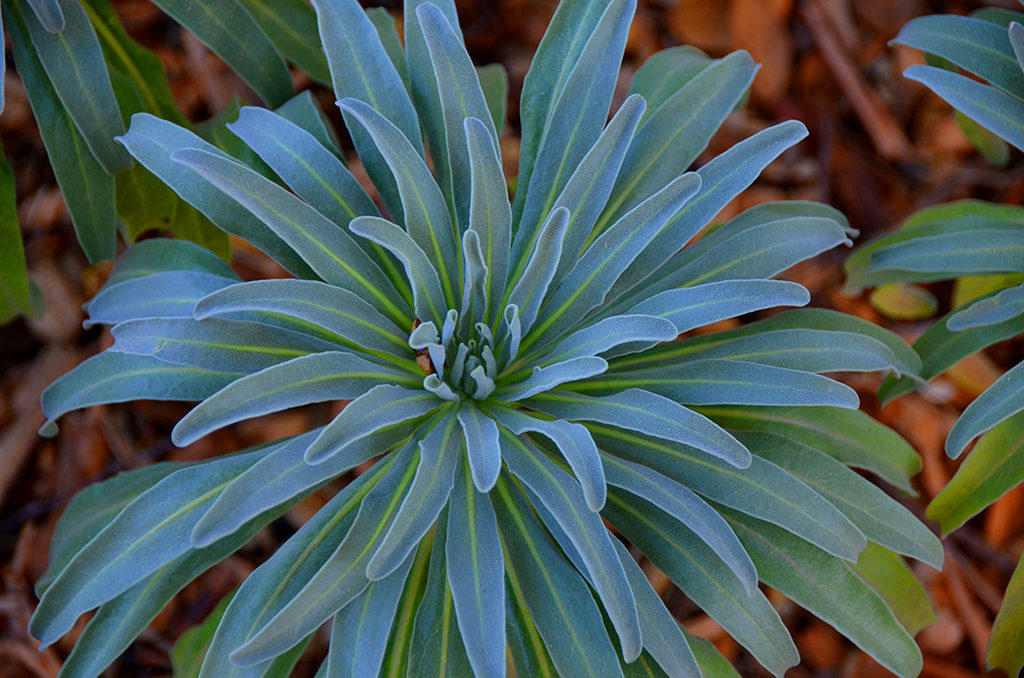 Plants at Hearst Castle