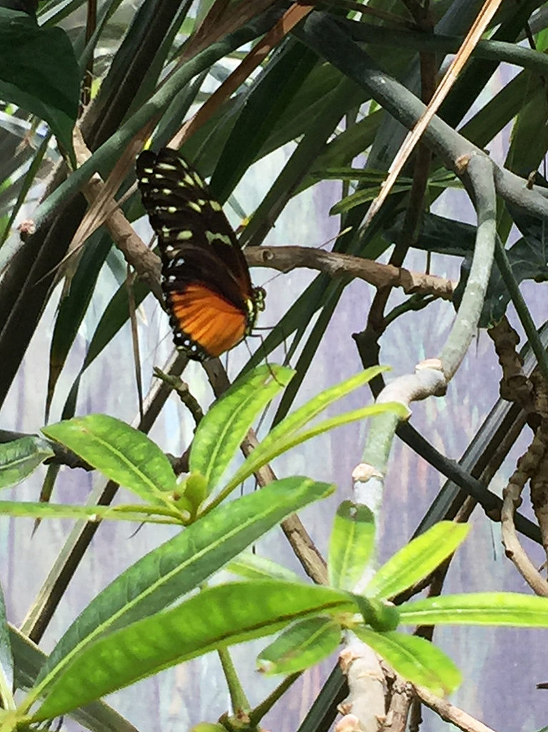Rainforest Butterflies