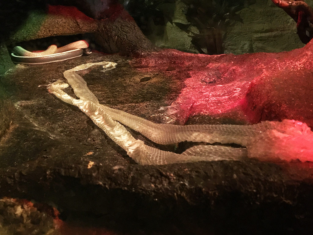 Snake Shedding Its Skin