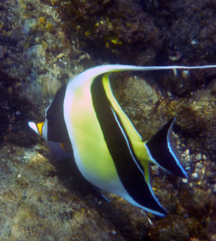 Snorkeling at the Hilton Waikoloa Village in Hawaii